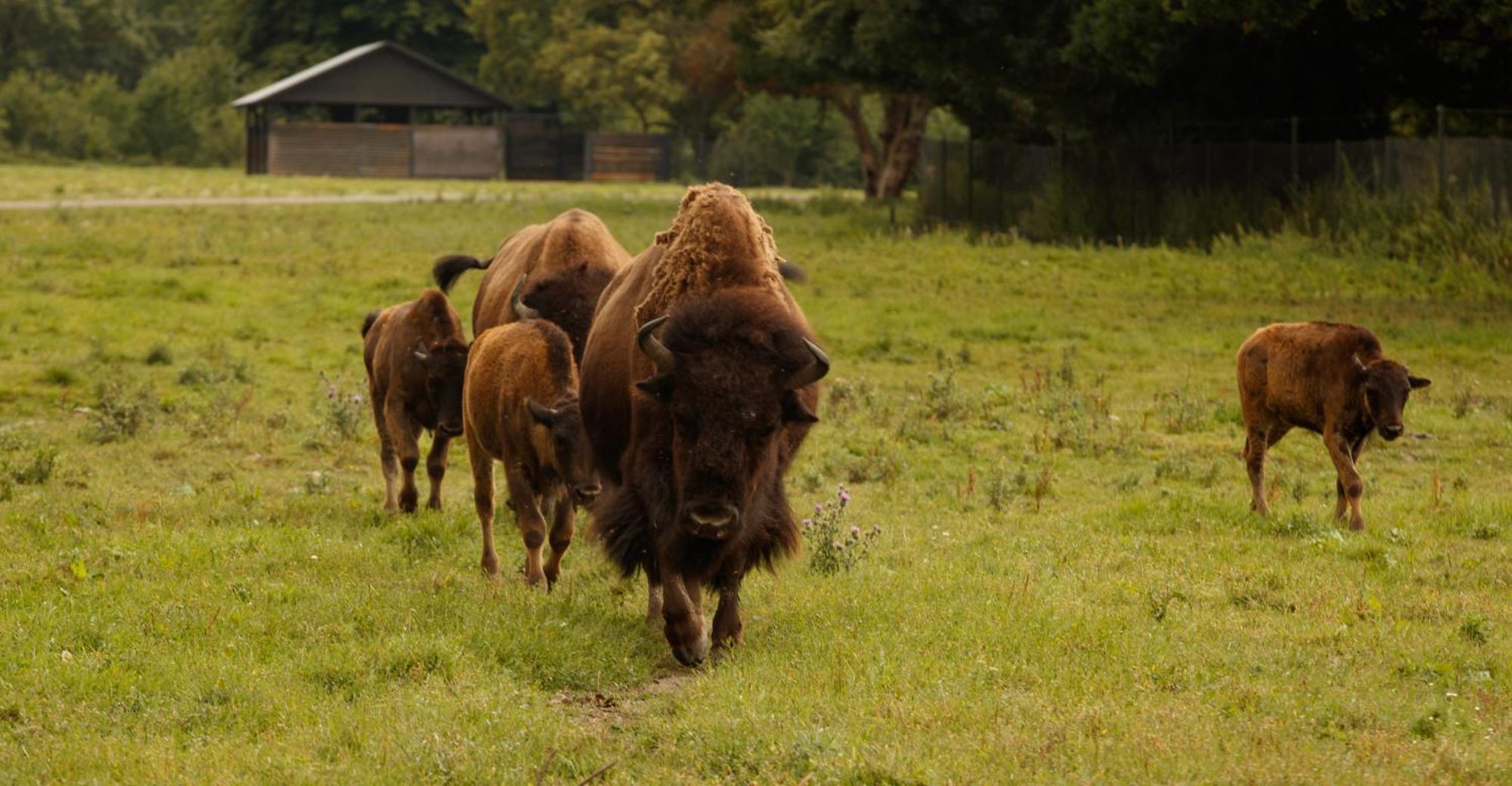 Knuthenborg Safaripark Hotel มาริโบ ภายนอก รูปภาพ