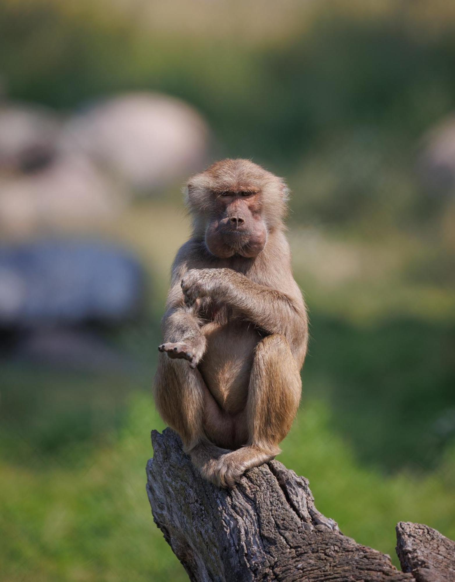 Knuthenborg Safaripark Hotel มาริโบ ภายนอก รูปภาพ
