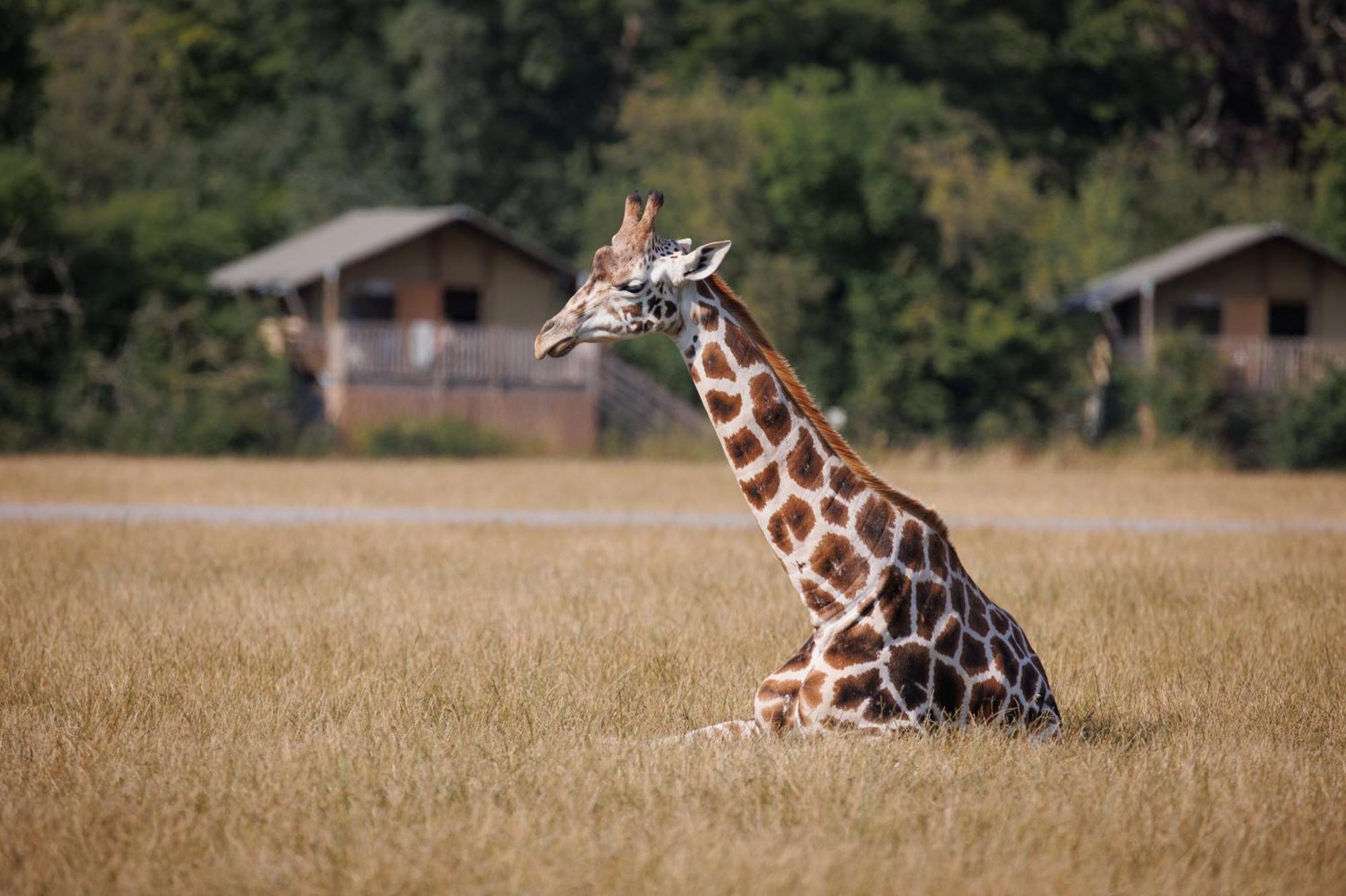 Knuthenborg Safaripark Hotel มาริโบ ภายนอก รูปภาพ