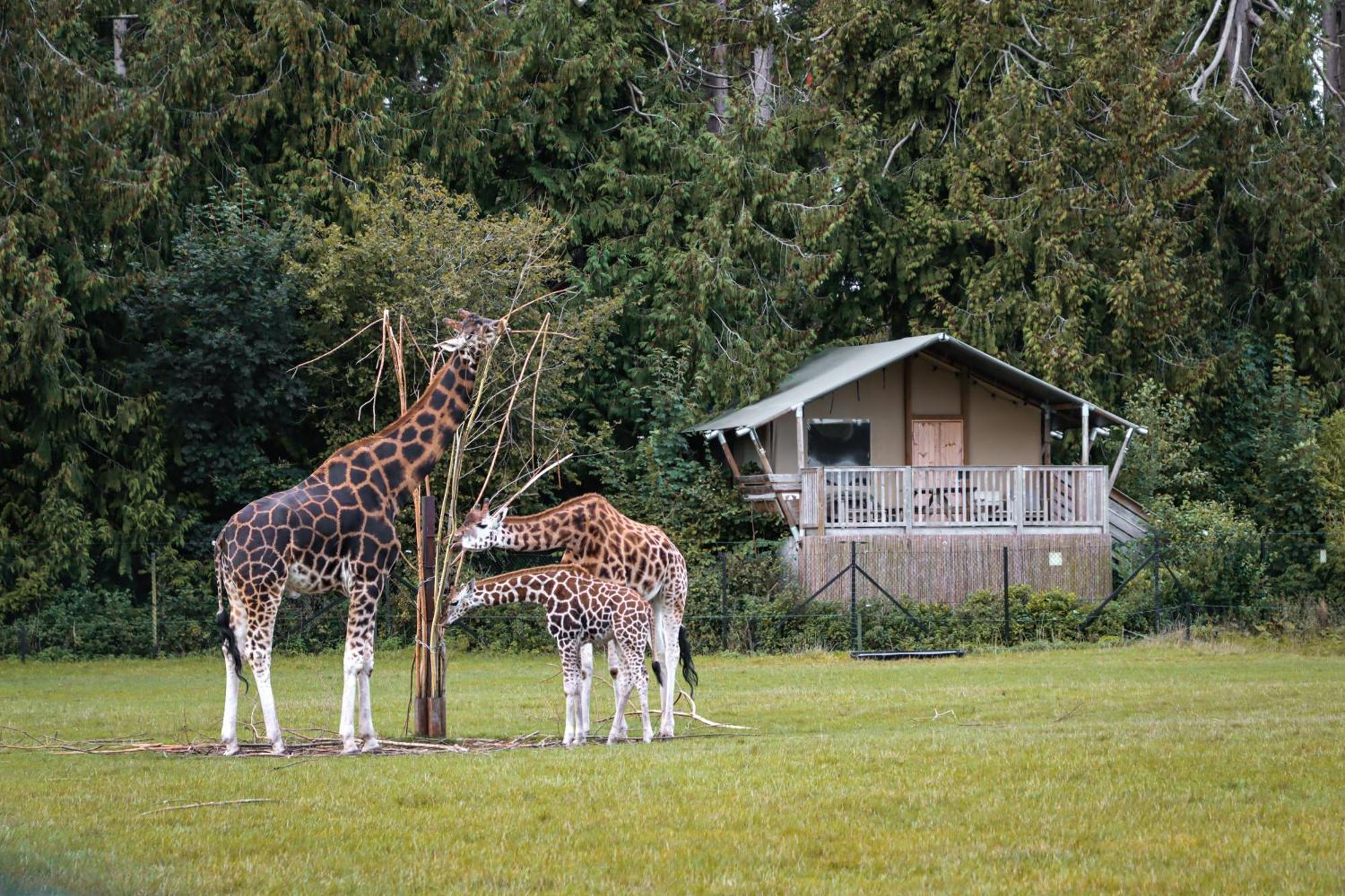 Knuthenborg Safaripark Hotel มาริโบ ภายนอก รูปภาพ