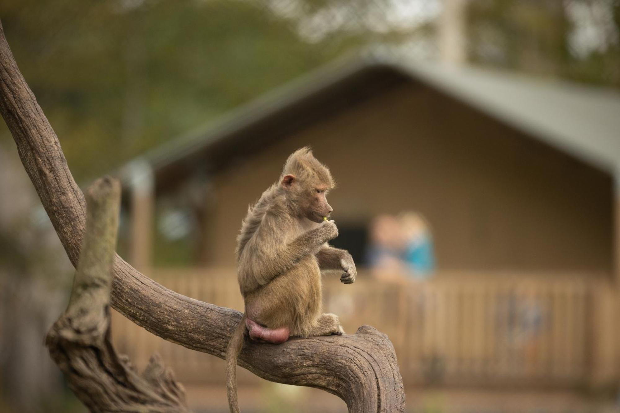 Knuthenborg Safaripark Hotel มาริโบ ภายนอก รูปภาพ
