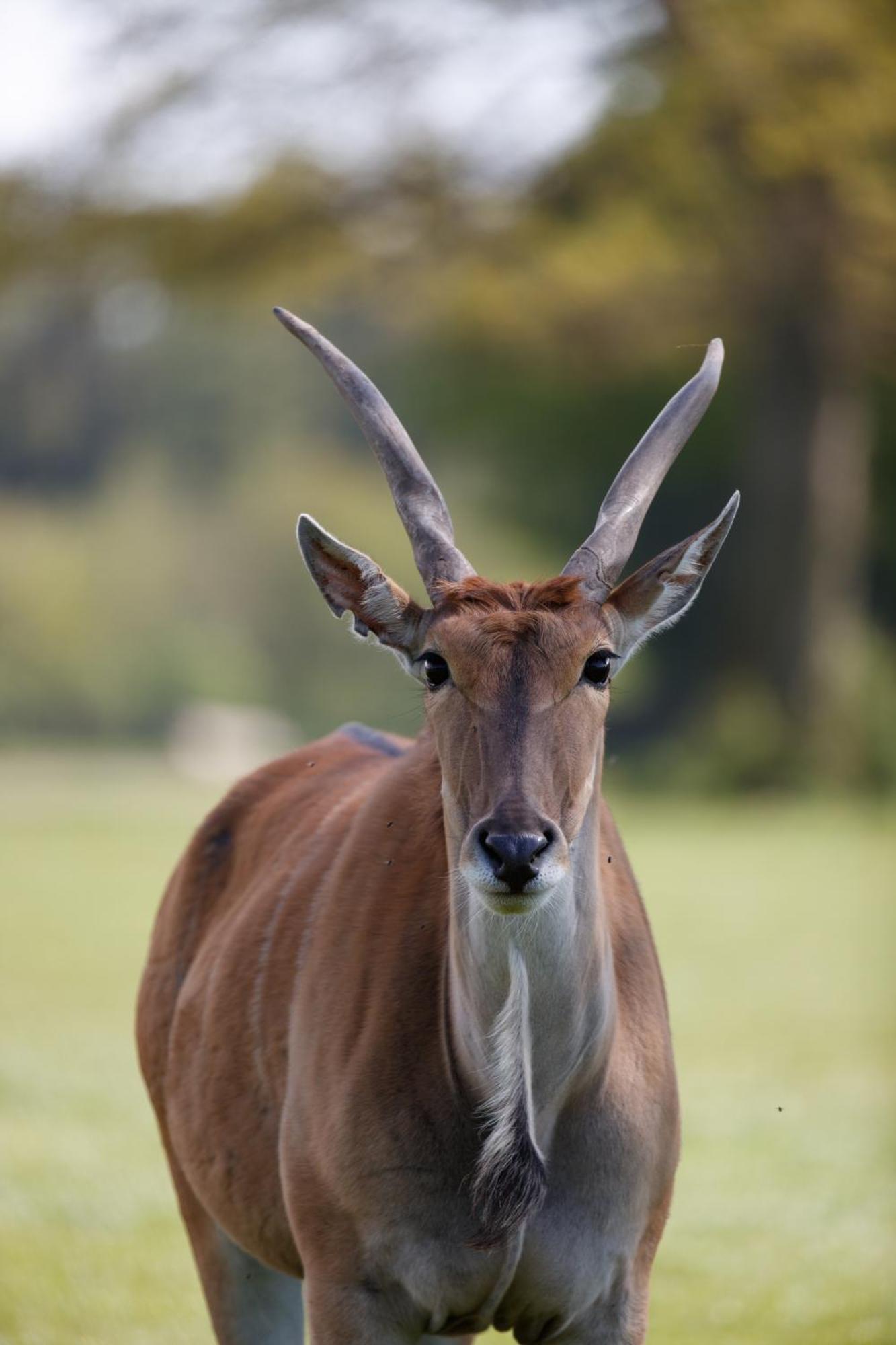 Knuthenborg Safaripark Hotel มาริโบ ภายนอก รูปภาพ