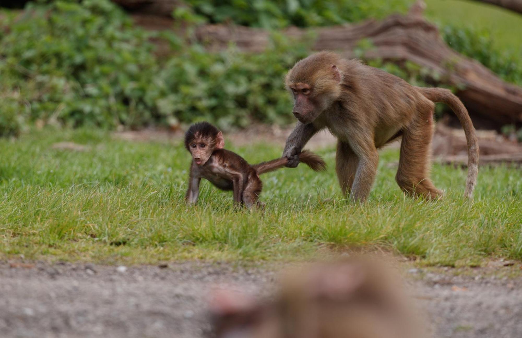 Knuthenborg Safaripark Hotel มาริโบ ภายนอก รูปภาพ
