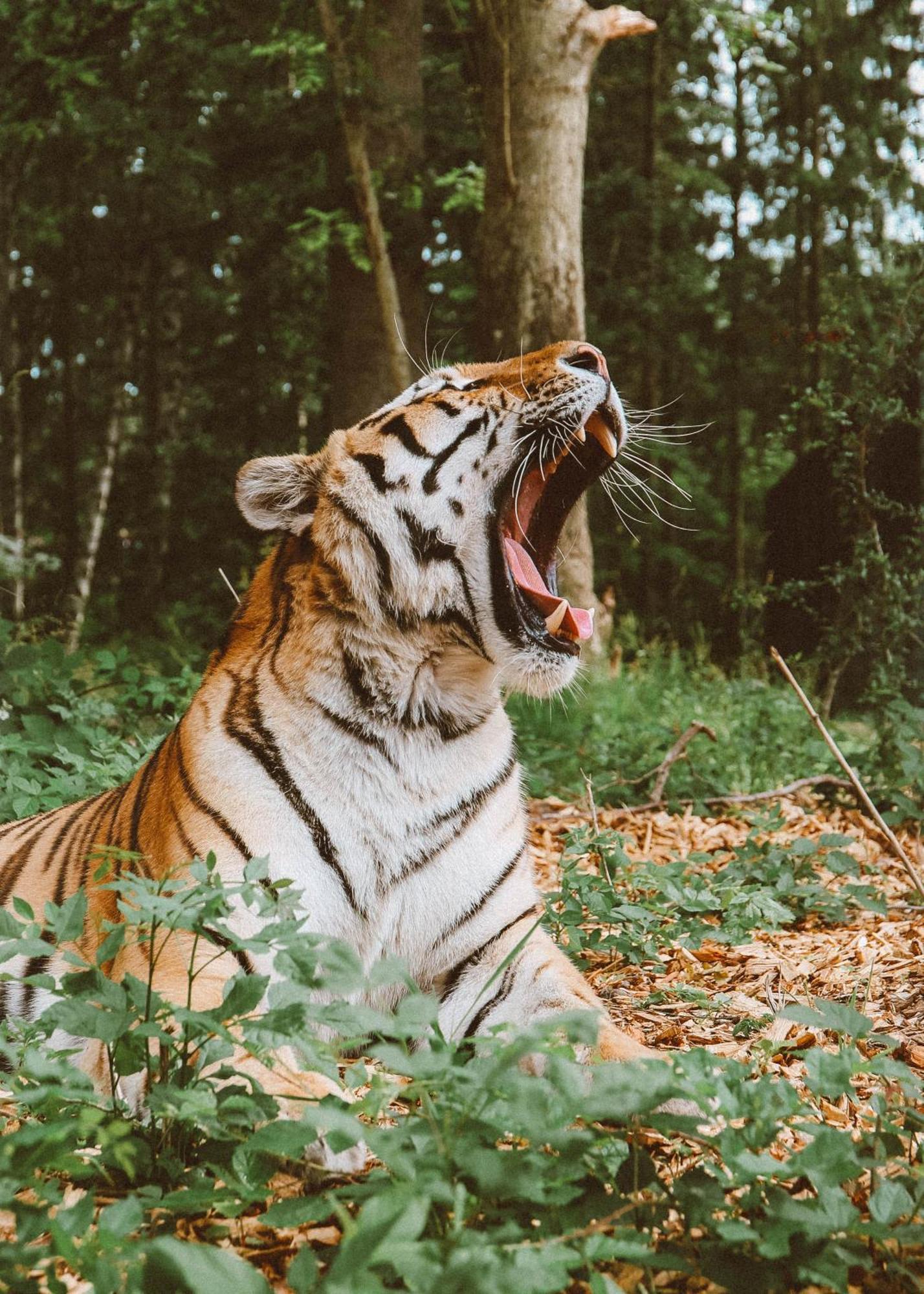 Knuthenborg Safaripark Hotel มาริโบ ภายนอก รูปภาพ