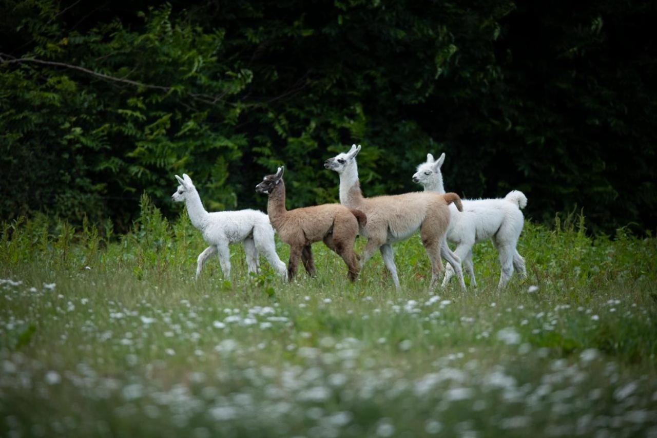 Knuthenborg Safaripark Hotel มาริโบ ภายนอก รูปภาพ
