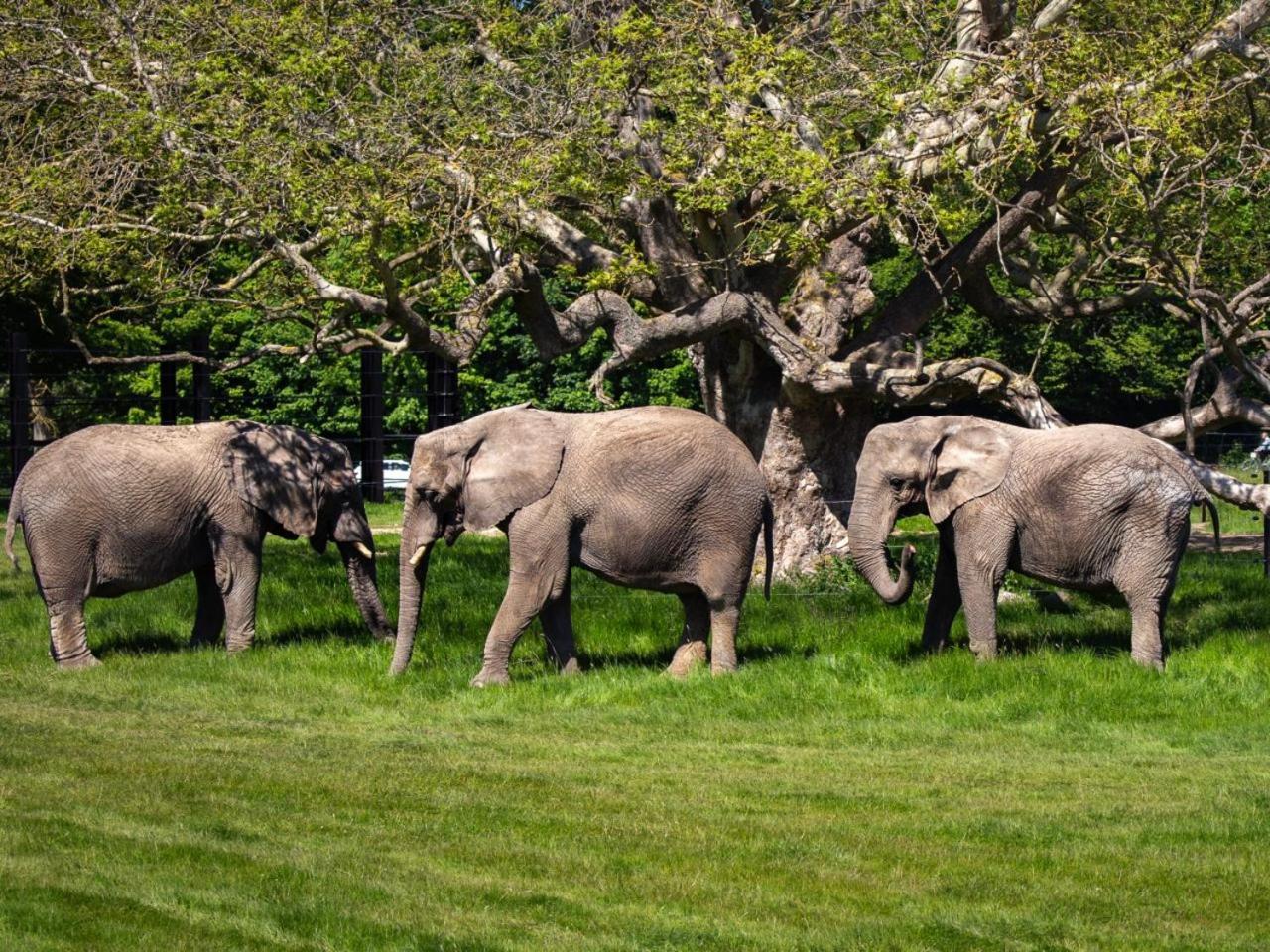 Knuthenborg Safaripark Hotel มาริโบ ภายนอก รูปภาพ